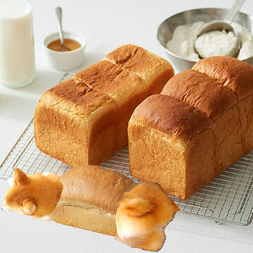 フクロウカフェの柴犬ハチは食パンになりました。