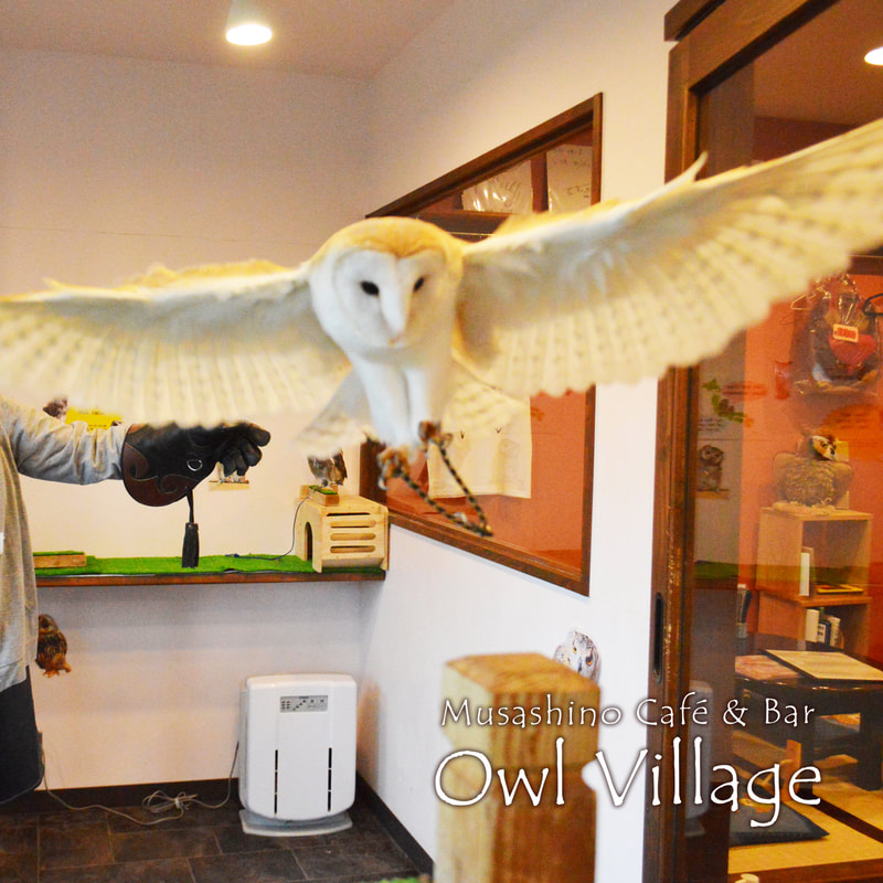ふくろうカフェ原宿の飼育訓練の飛行シーン　のメンフクロウ