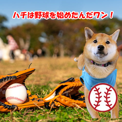 ふくろうカフェの柴犬ハチは野球を始めました！