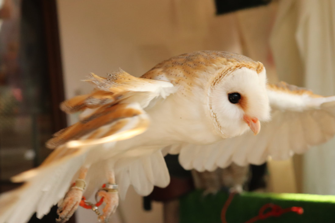 Barn Owl - Flight - Training - Cool