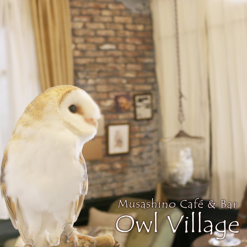 ふくろうカフェ原宿では、TVCM撮影場所で慣れるための飼育訓練メンフクロウ