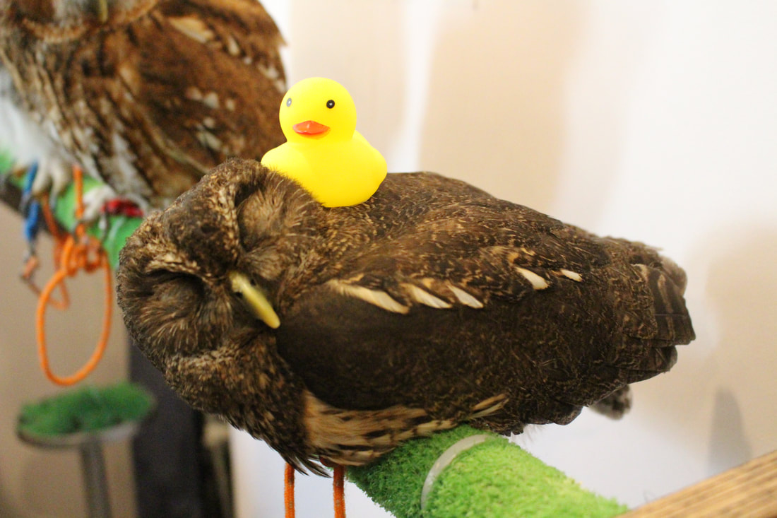 Mottled Owl - Duck Sleeping - Relax - Duck - Bath - Toy