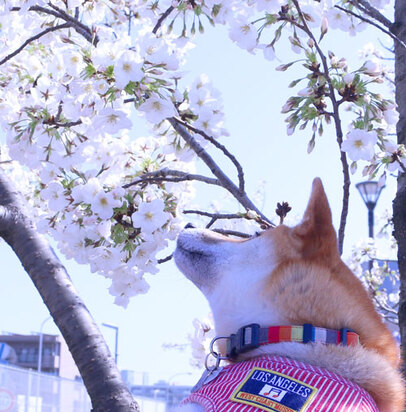 柴犬ハチは桜を見上げます