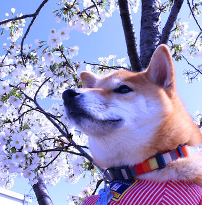 桜を遠目で考える柴犬ハチ