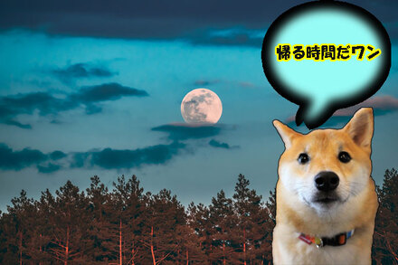 柴犬ハチは月を見て帰る提案をしました。