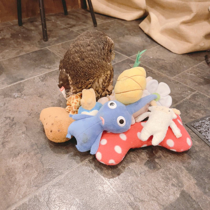 ナンベイヒナフクロウ‐可愛い‐おもちゃ－ぬいぐるみ‐ふくろうカフェ‐原宿-渋谷-東京