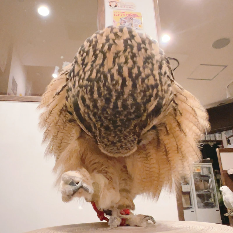 ベンガルワシミミズク‐可愛い‐もふもふ‐羽繕い‐ふくろうカフェ‐原宿-渋谷-東京-フクロウ